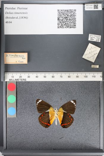 Media type: image;   Entomology 130352